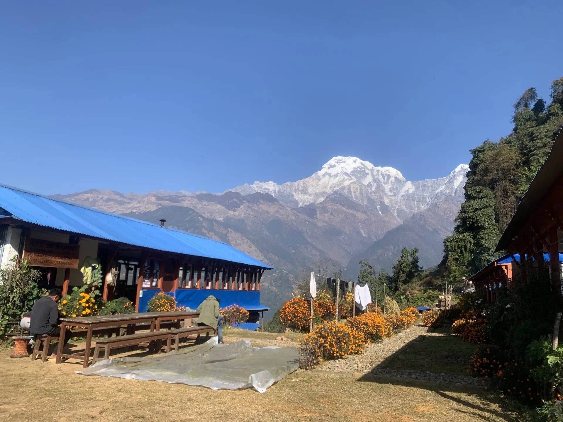 Machhapuchhre's fishtail summit seen through bare rhododendron branches on the Mardi Himal ridge